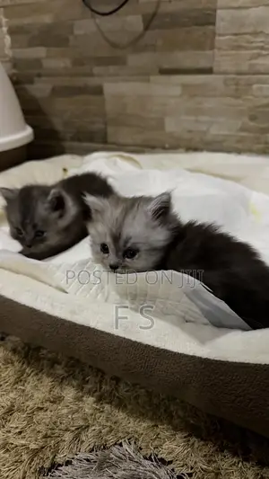 0-1 month Male Purebred Persian
