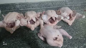 Organic Broiler Chicken