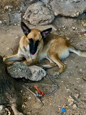 6-12 months Male Purebred German Shepherd