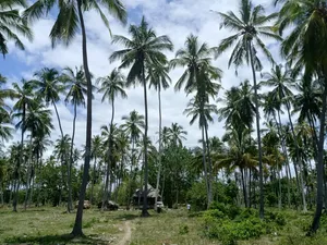 Beach Plot for Sale at Kitame Bagamoyo Road to Pangani