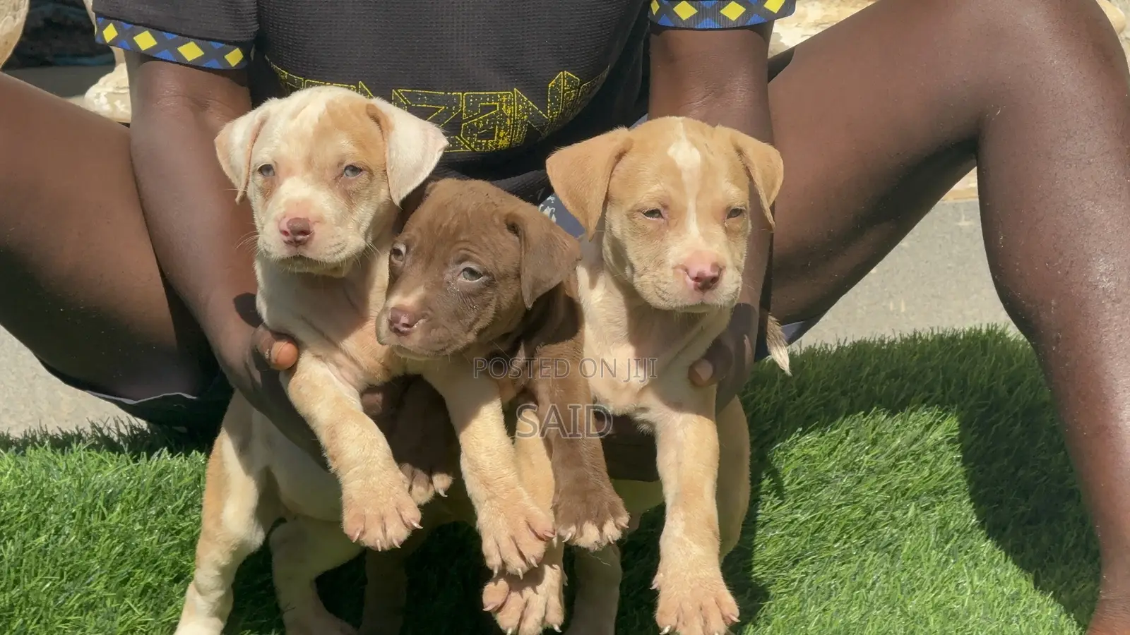 1-3 months Female Purebred American Pit Bull Terrier