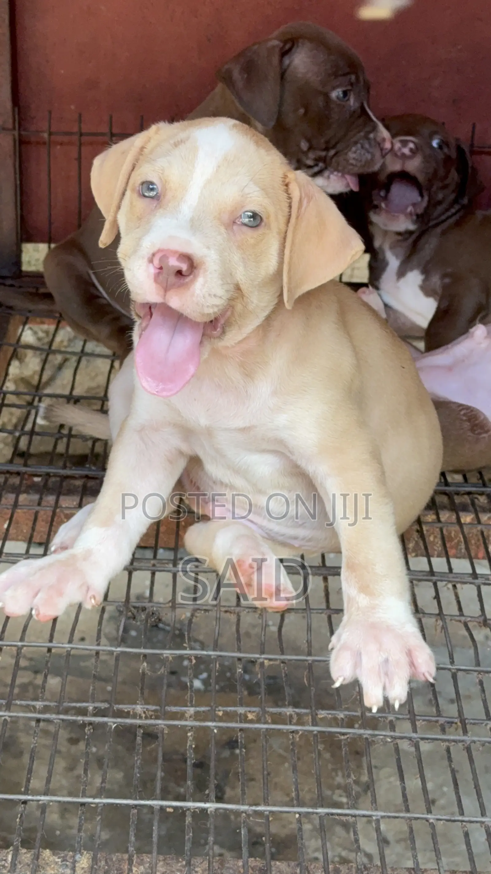 1-3 months Female Purebred American Pit Bull Terrier