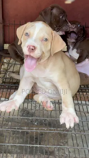 1-3 months Female Purebred American Pit Bull Terrier