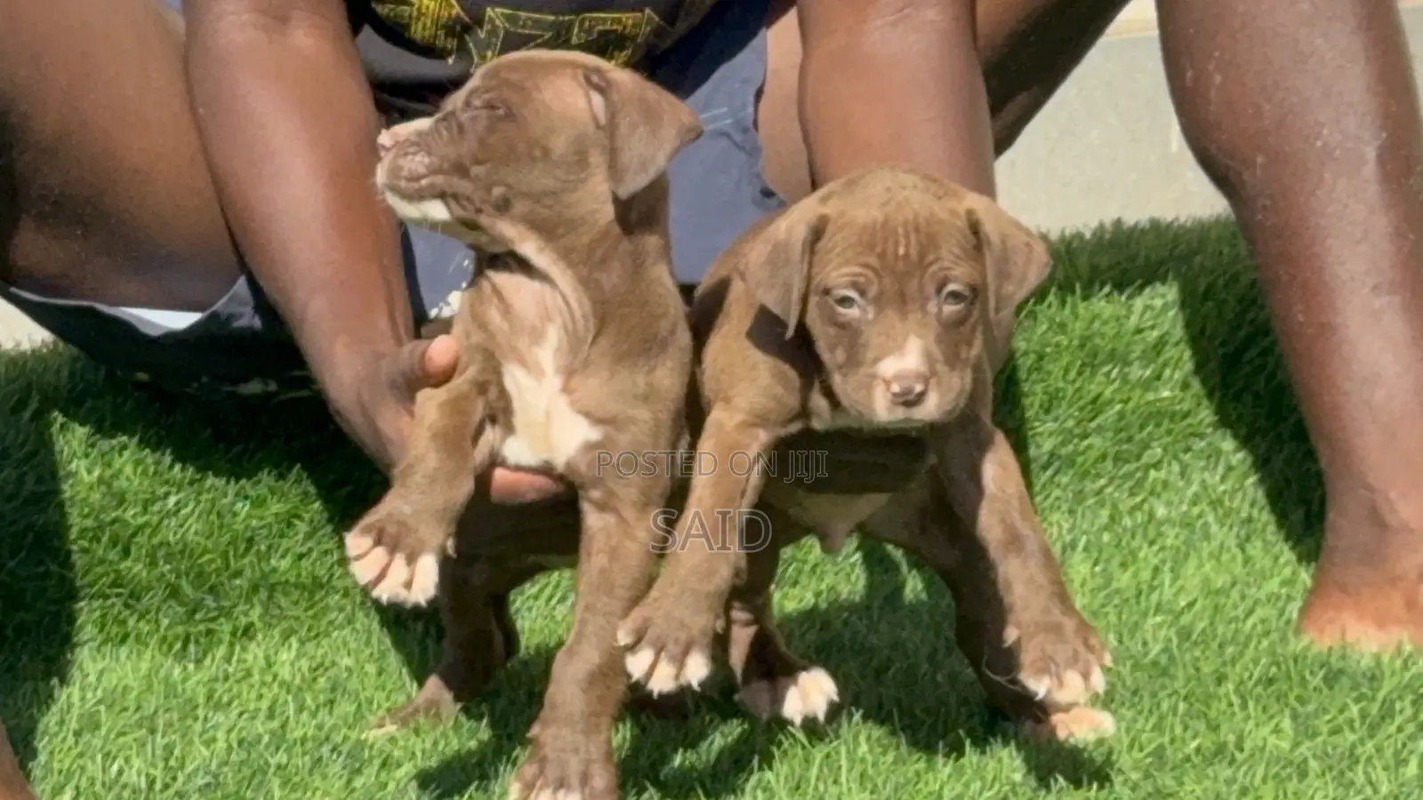 1-3 months Female Purebred American Pit Bull Terrier