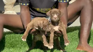 1-3 months Female Purebred American Pit Bull Terrier