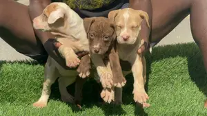 1-3 months Female Purebred American Pit Bull Terrier