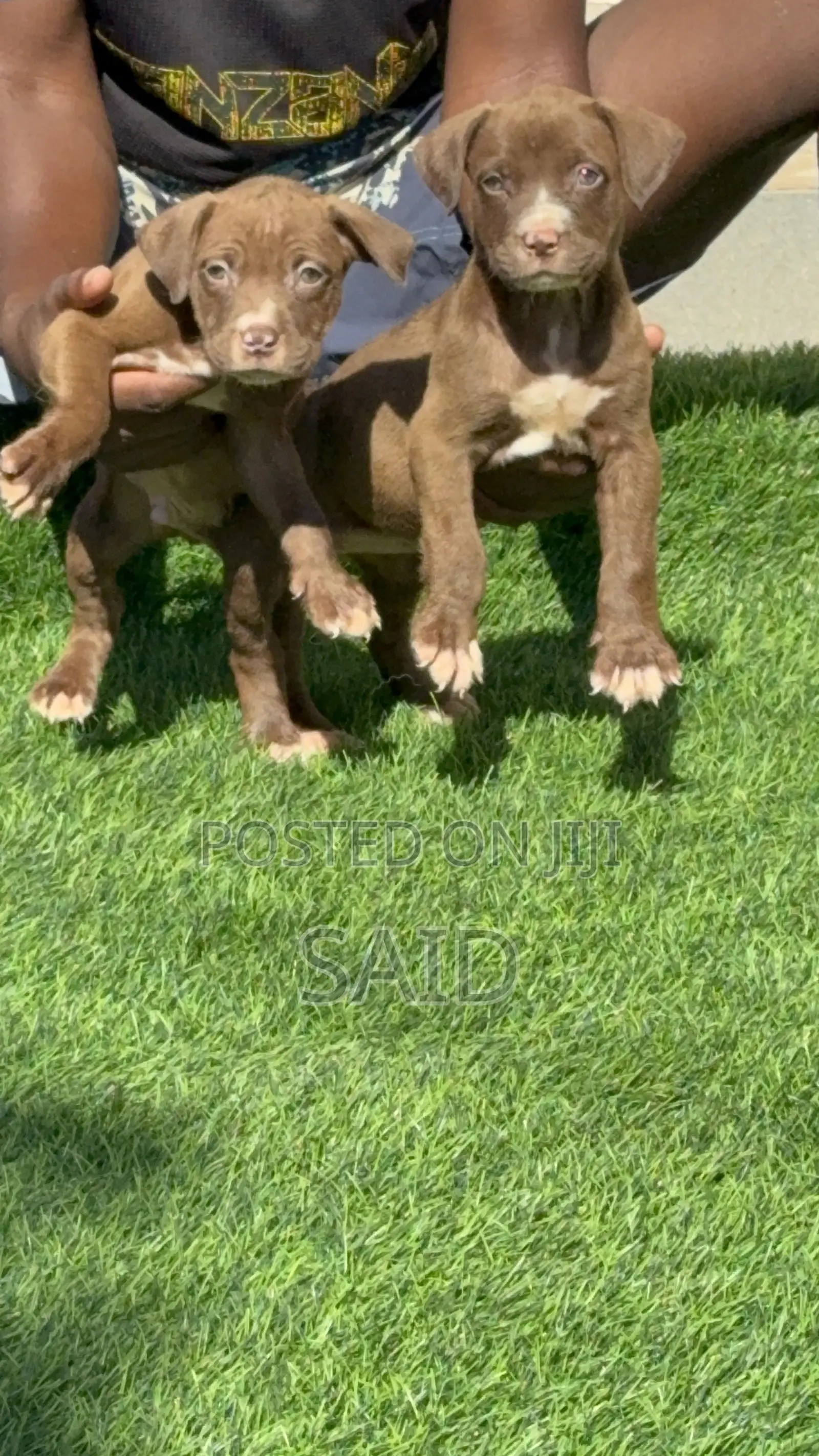 1-3 months Female Purebred American Pit Bull Terrier