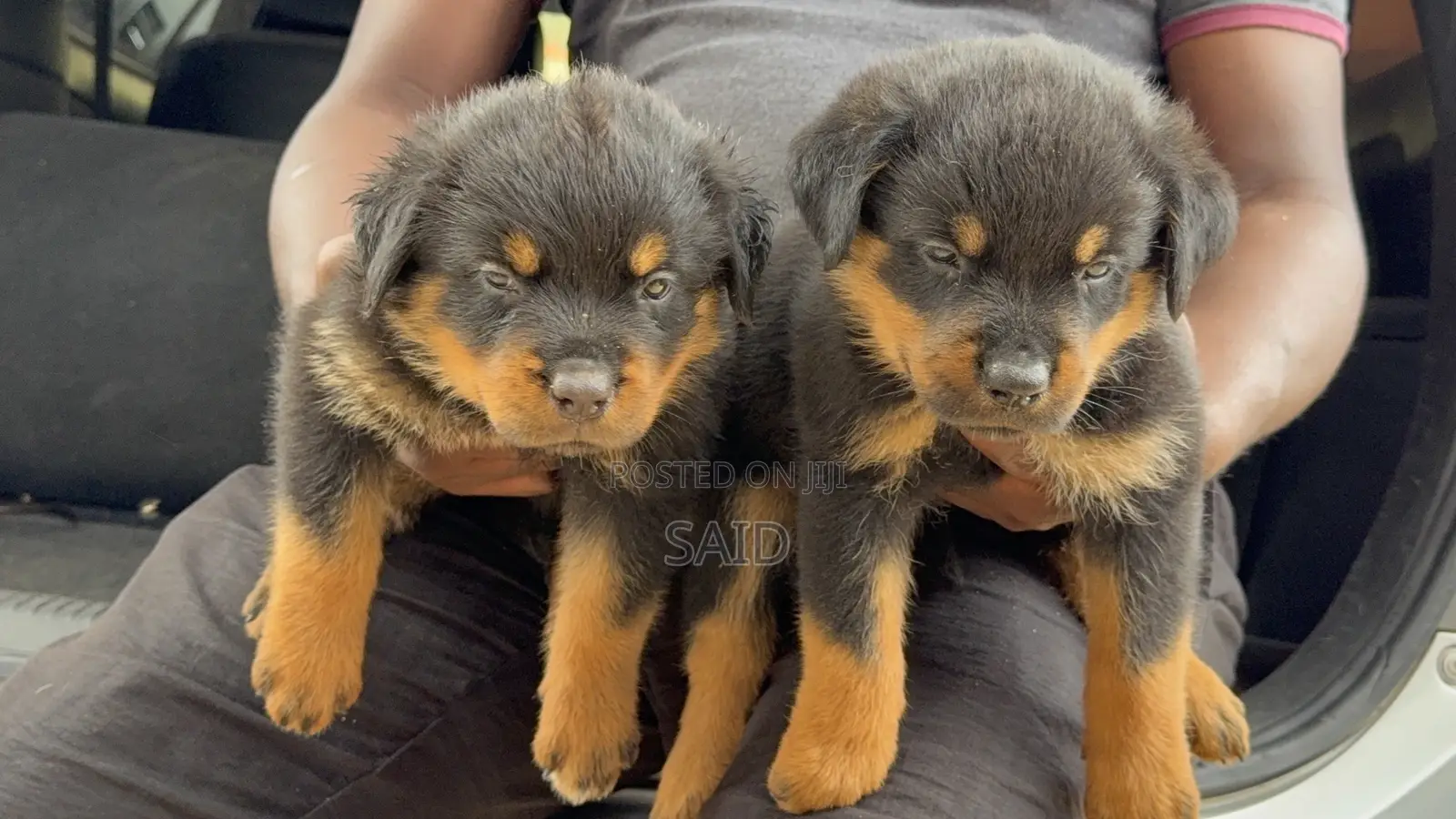 1-3 months Female Purebred Rottweiler
