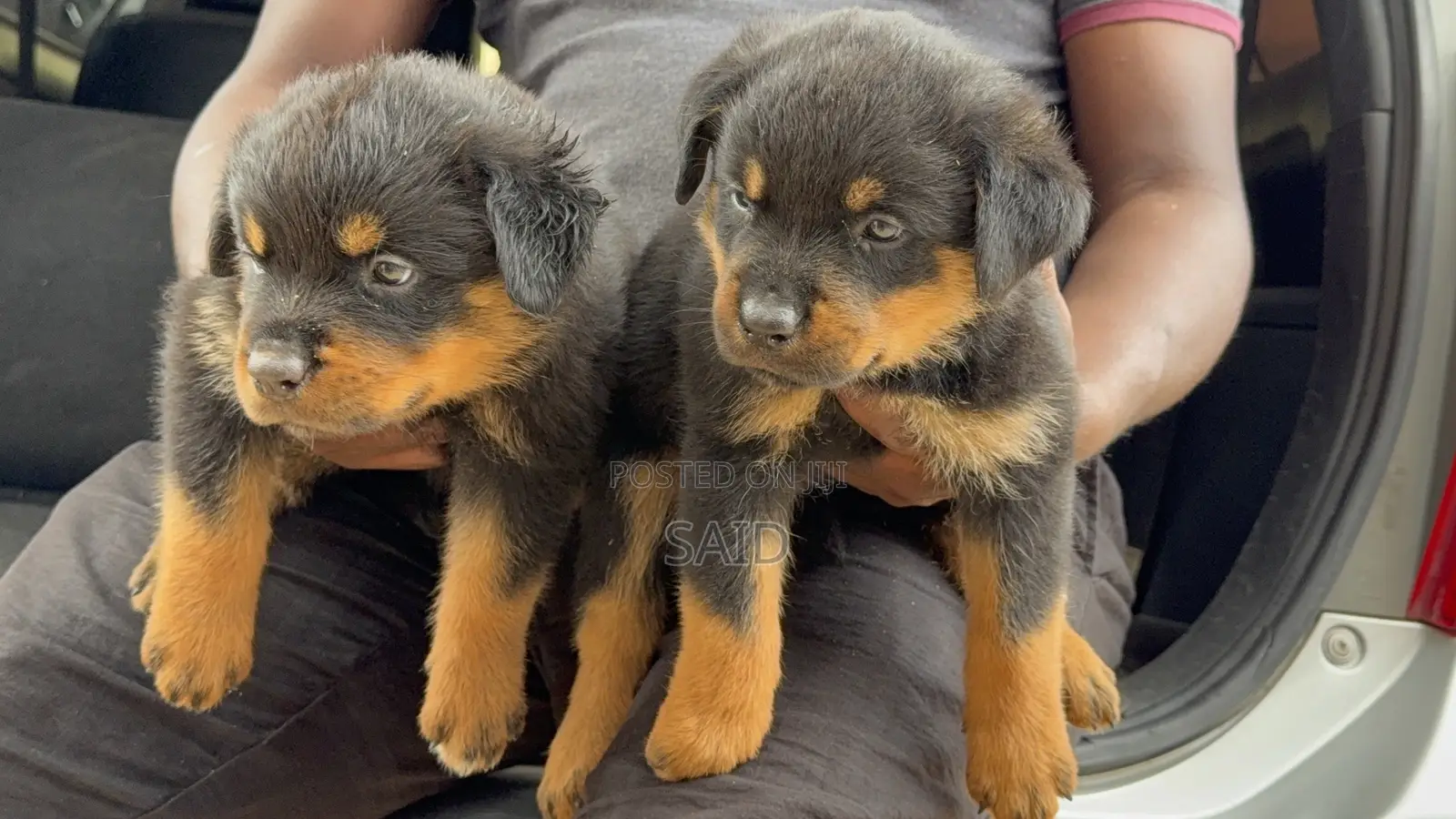 1-3 months Female Purebred Rottweiler