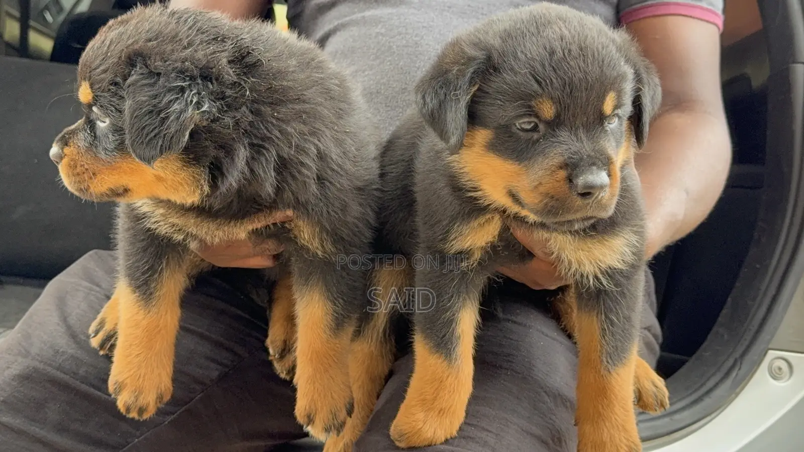 1-3 months Female Purebred Rottweiler