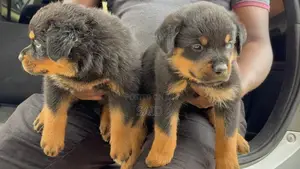 1-3 months Female Purebred Rottweiler