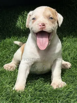 1-3 months Female Purebred American Pit Bull Terrier