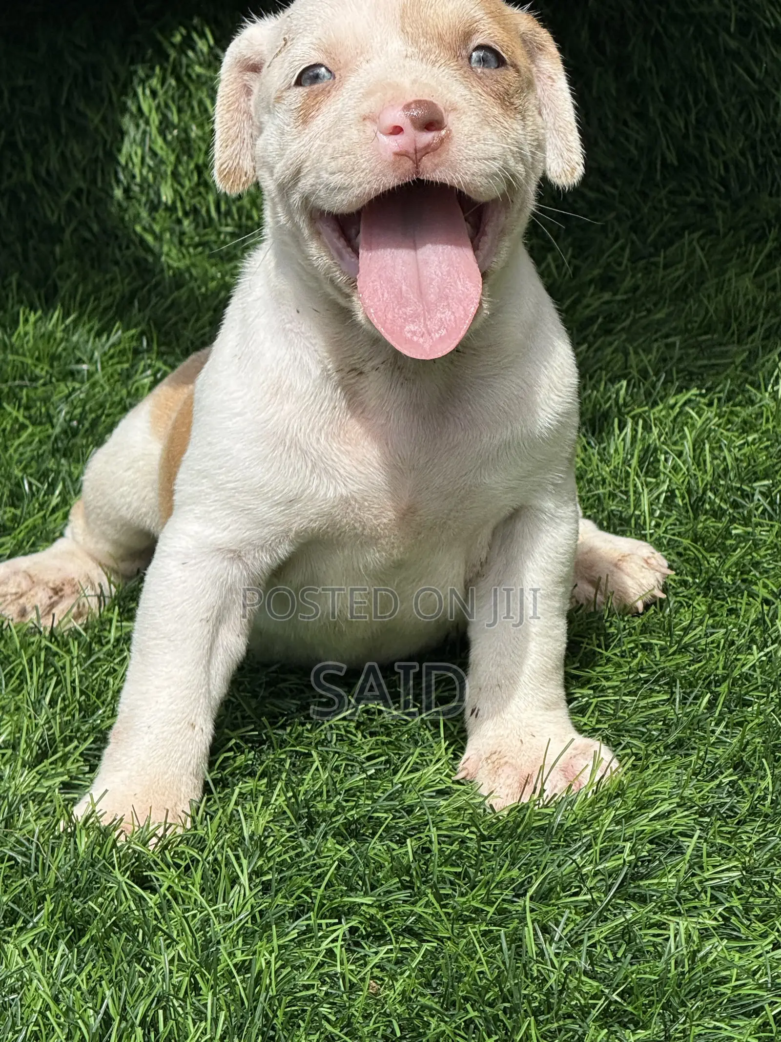 1-3 months Female Purebred American Pit Bull Terrier