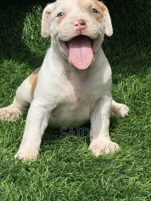 1-3 months Female Purebred American Pit Bull Terrier