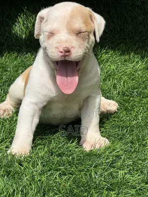 1-3 months Female Purebred American Pit Bull Terrier