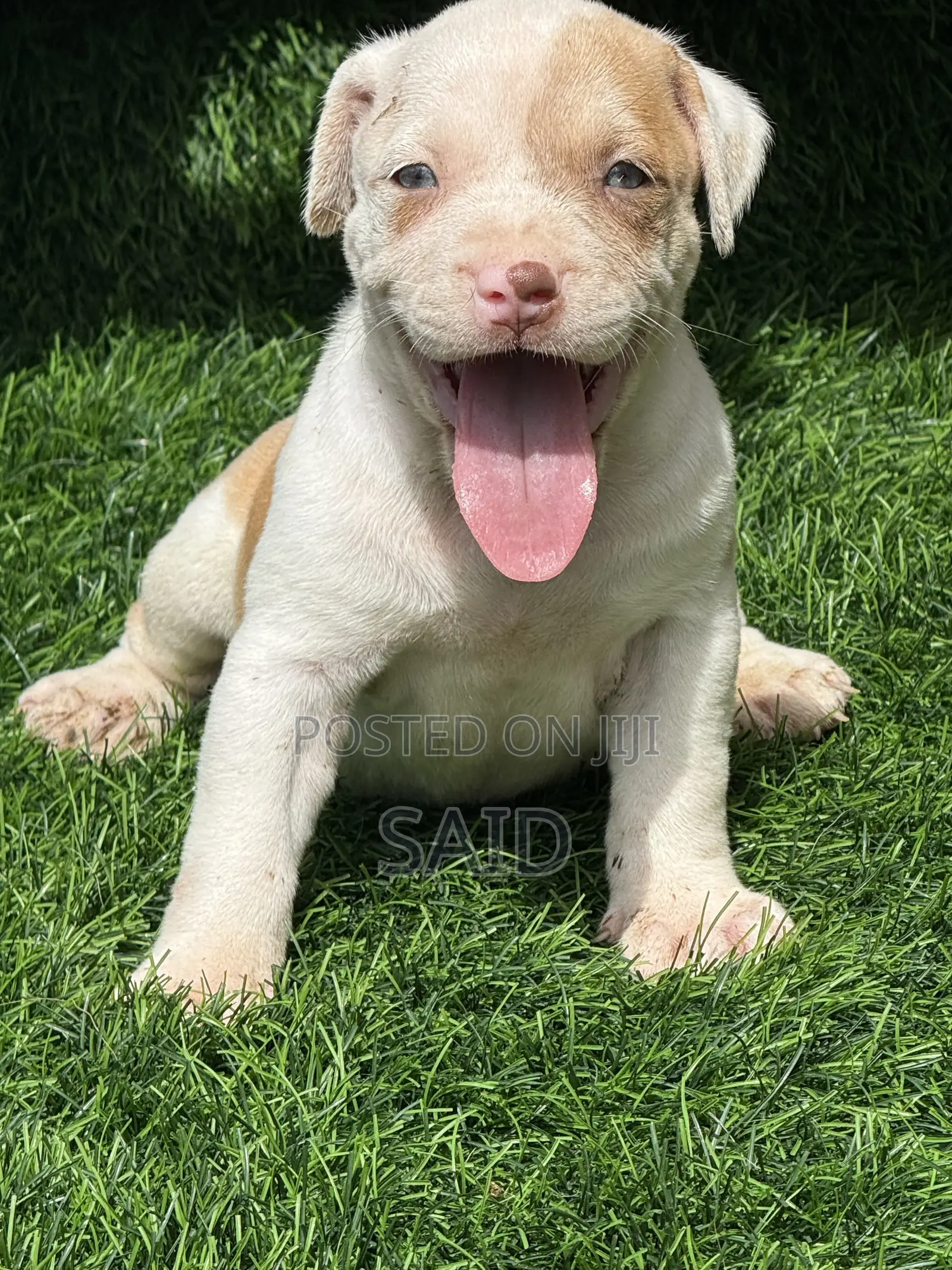 1-3 months Female Purebred American Pit Bull Terrier