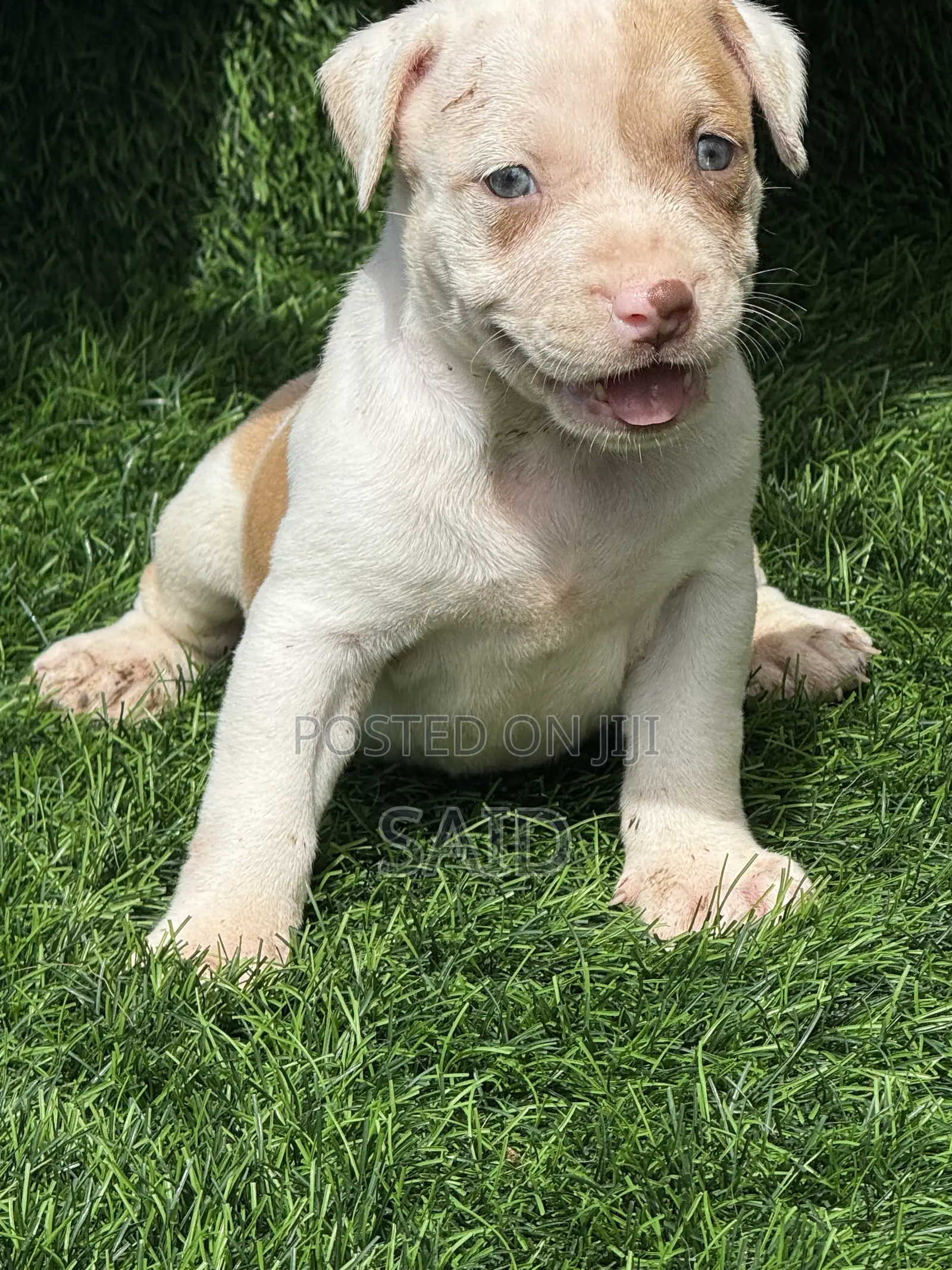 1-3 months Female Purebred American Pit Bull Terrier