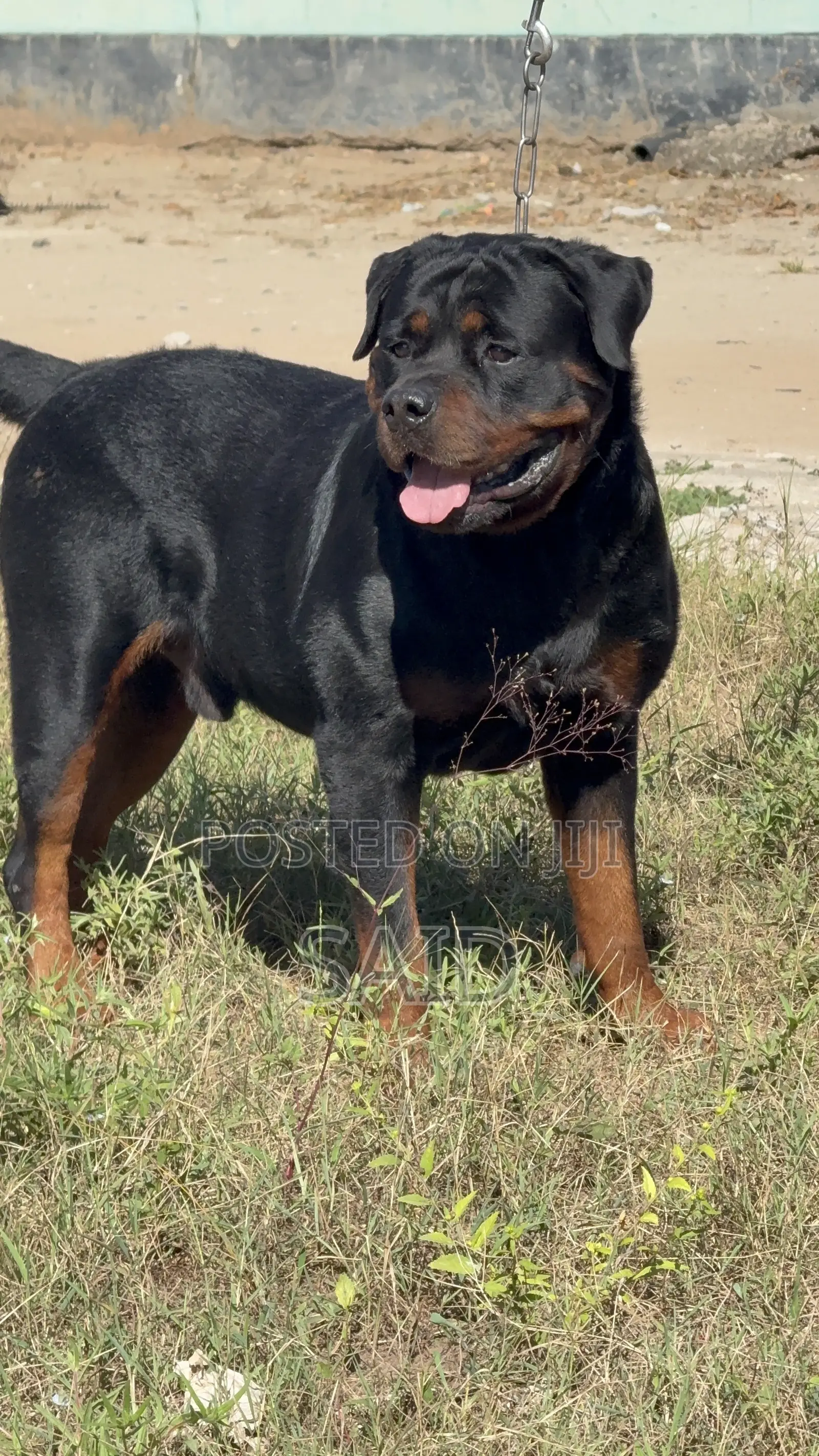 1+ year Female Purebred Rottweiler