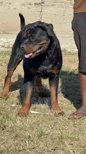 1+ year Female Purebred Rottweiler