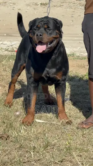 1+ year Female Purebred Rottweiler