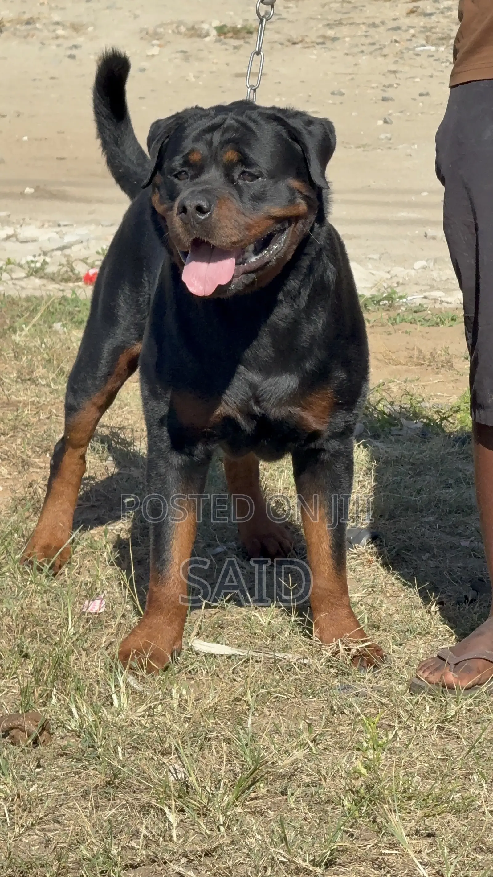 1+ year Female Purebred Rottweiler