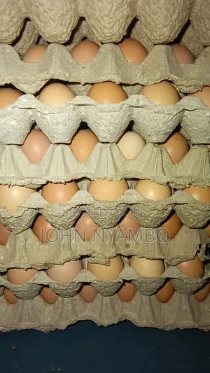 Layers Eggs