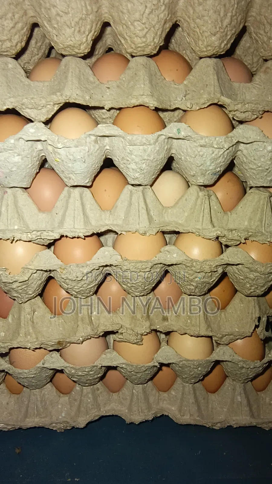 Layers Eggs