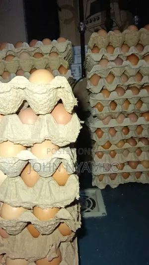 Layers Eggs
