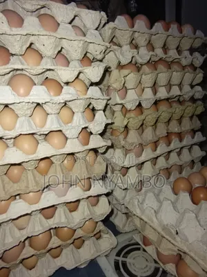 Layers Eggs