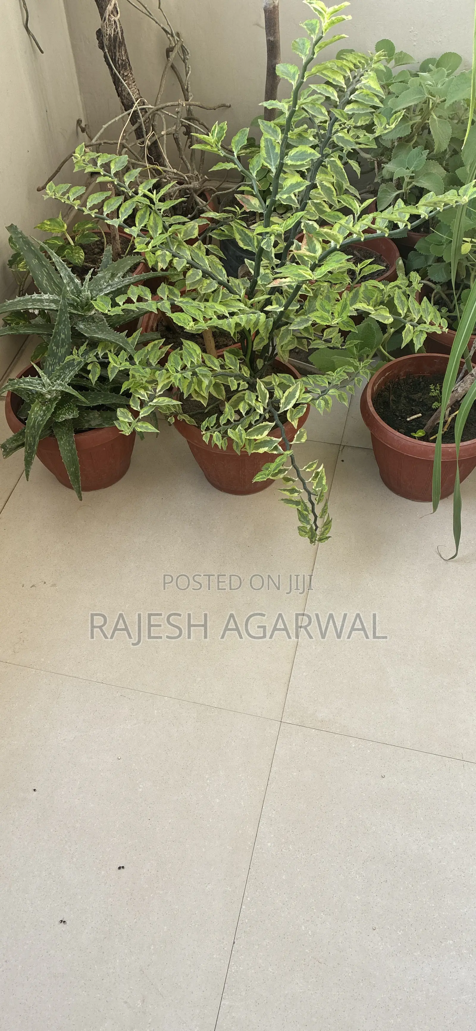 Sell of Plants at Wholesale Price