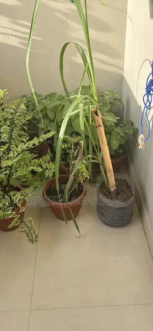 Sell of Plants at Wholesale Price