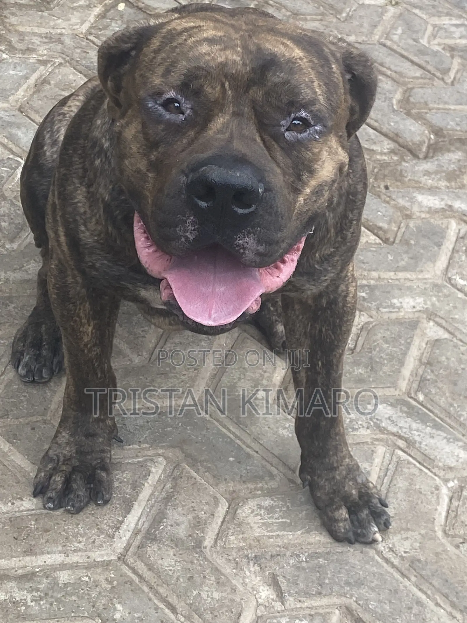 1+ year Male Purebred Boerboel