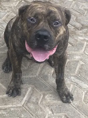 1+ year Male Purebred Boerboel