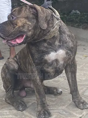 1+ year Male Purebred Boerboel