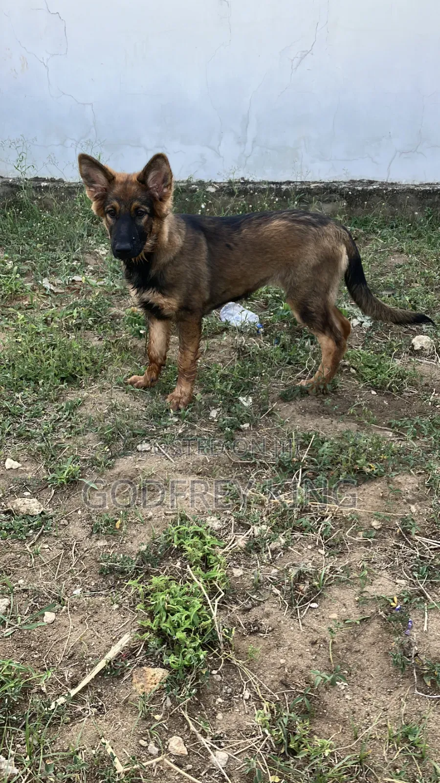 3-6 months Female Purebred German Shepherd
