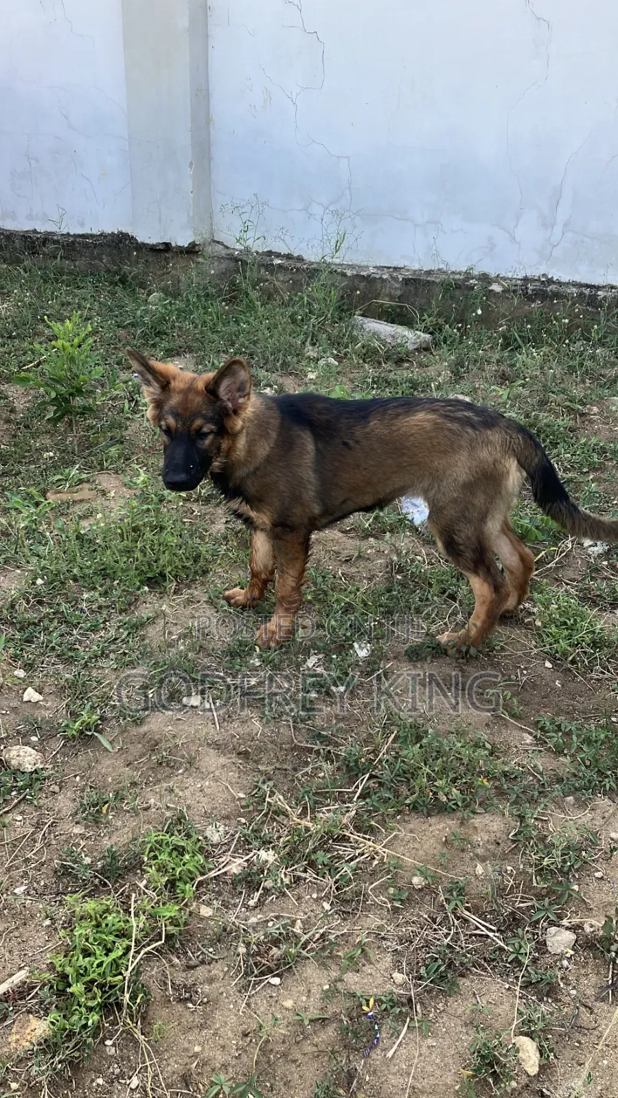 3-6 months Female Purebred German Shepherd