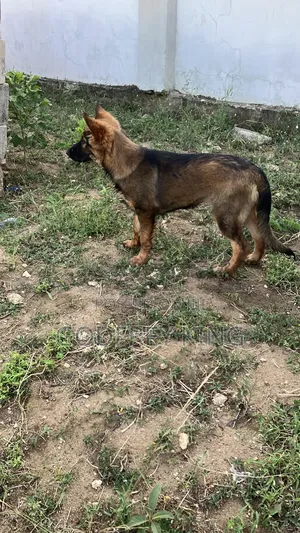 3-6 months Female Purebred German Shepherd