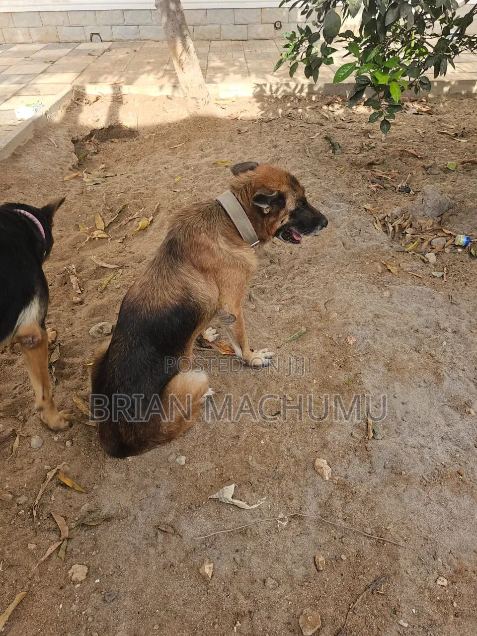 6-12 months Male Purebred German Shepherd