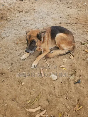 6-12 months Male Purebred German Shepherd