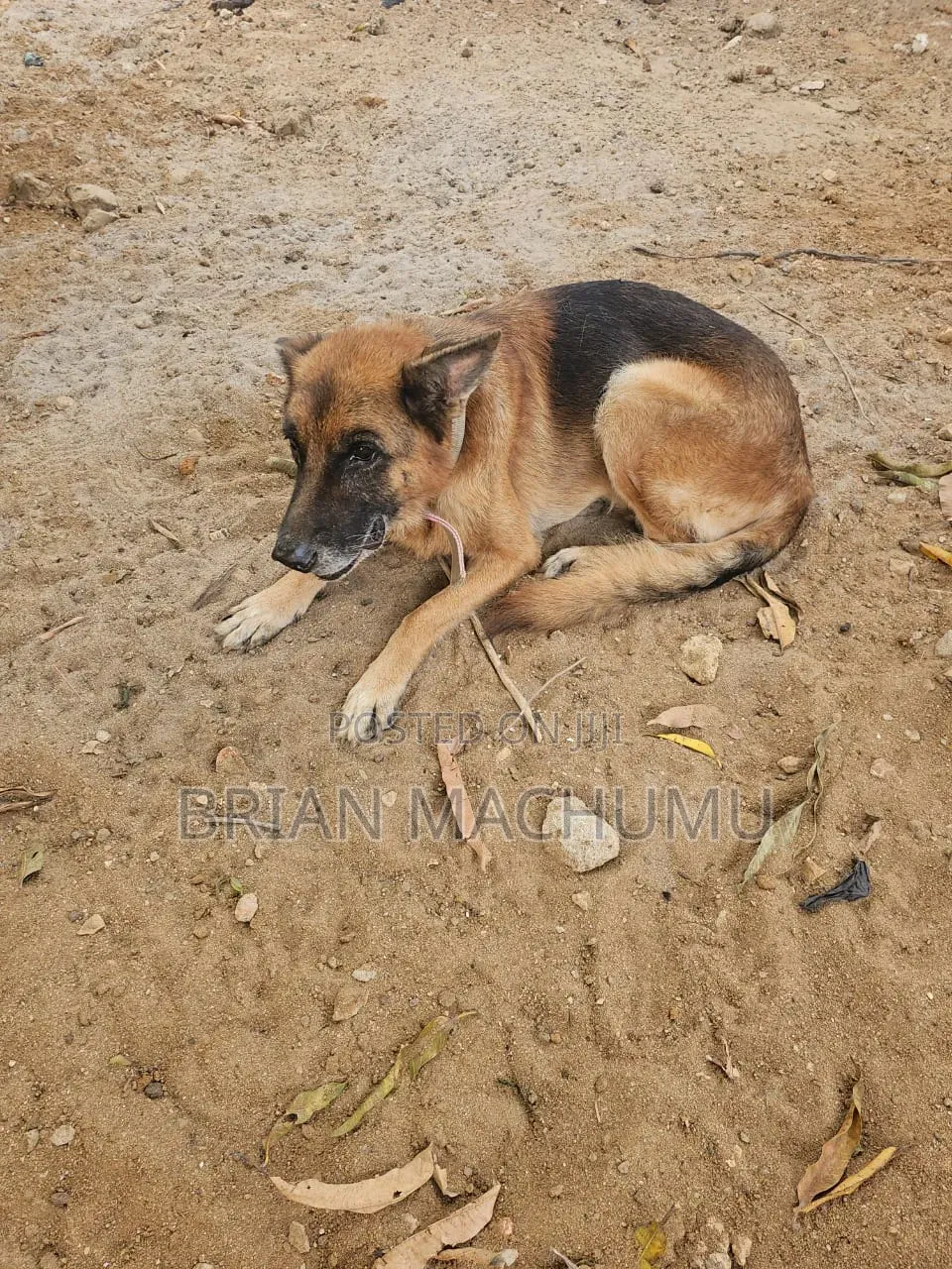 6-12 months Male Purebred German Shepherd