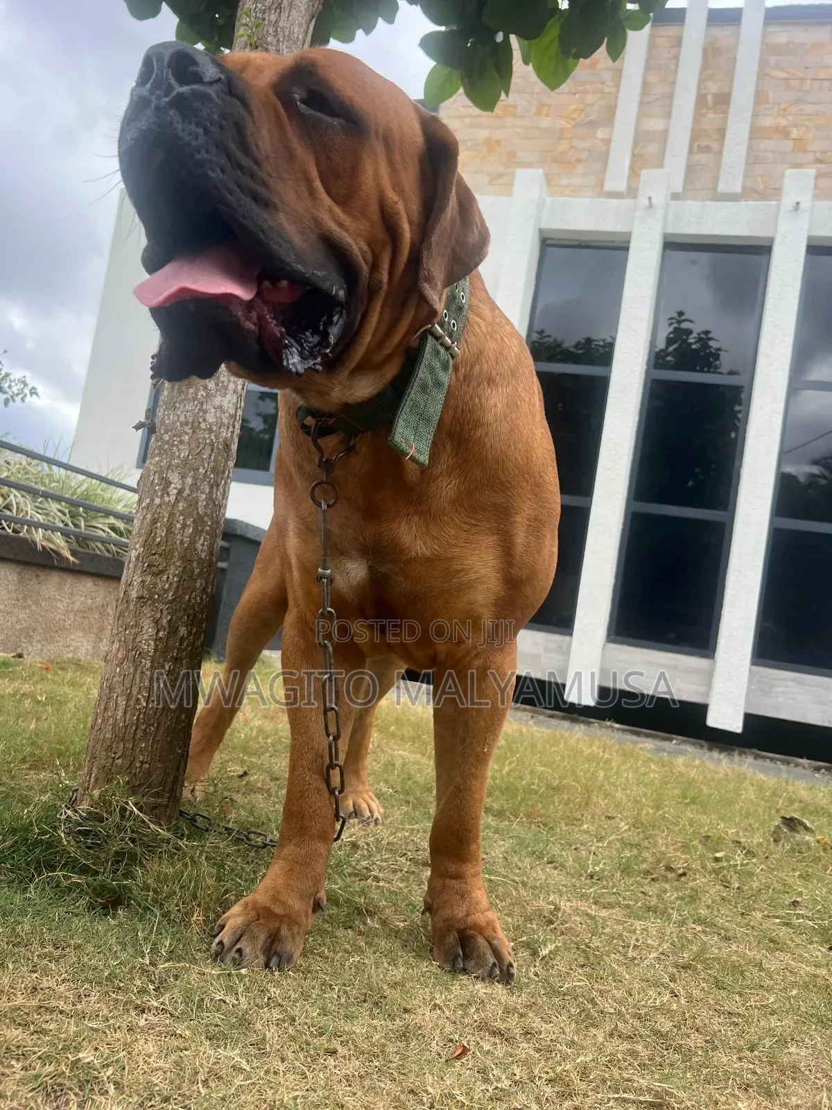 1+ year Male Purebred Boerboel