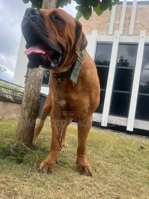 1+ year Male Purebred Boerboel