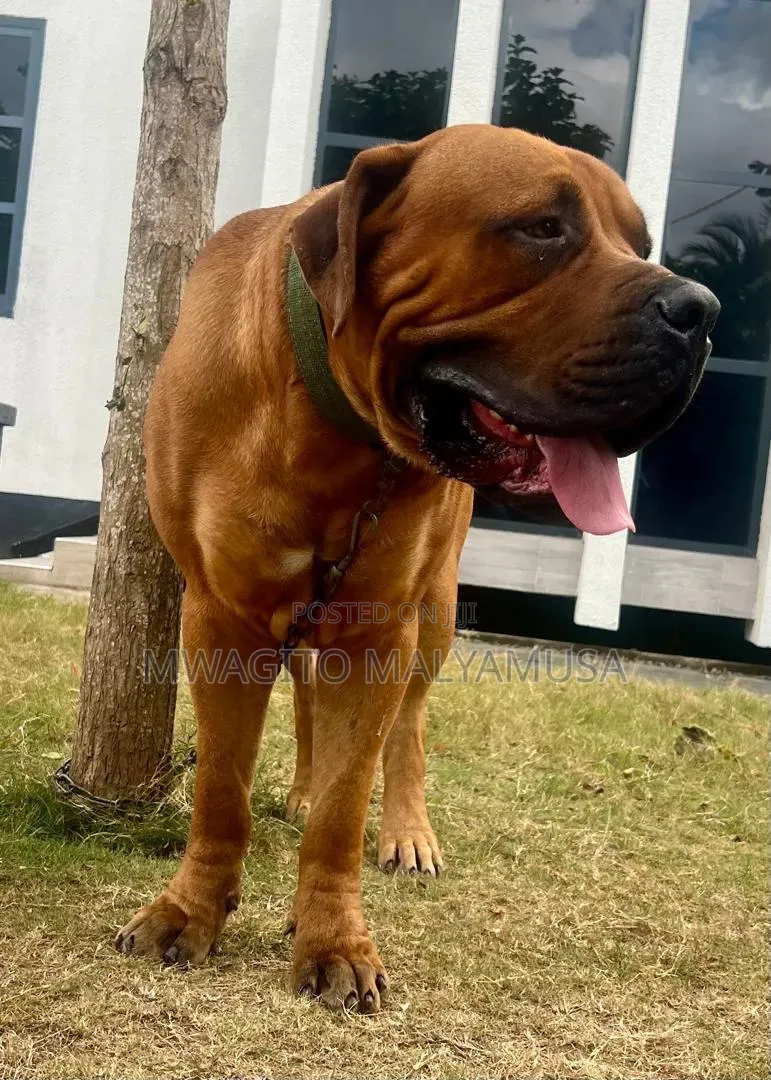 1+ year Male Purebred Boerboel