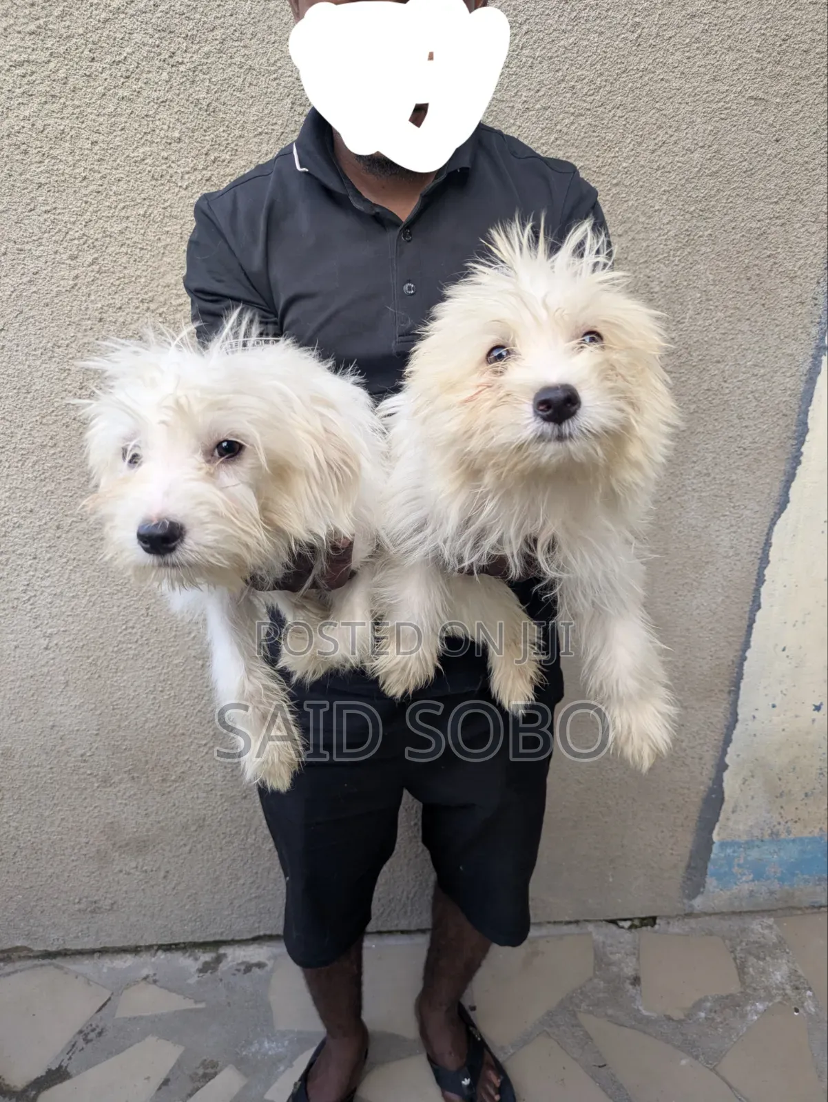 1-3 months Male Purebred Maltese