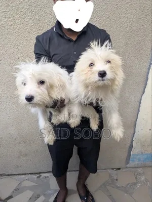 1-3 months Male Purebred Maltese