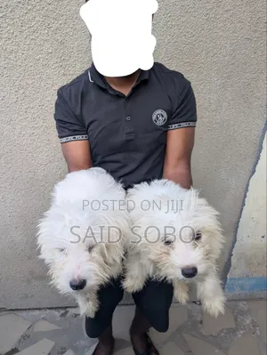 1-3 months Male Purebred Maltese