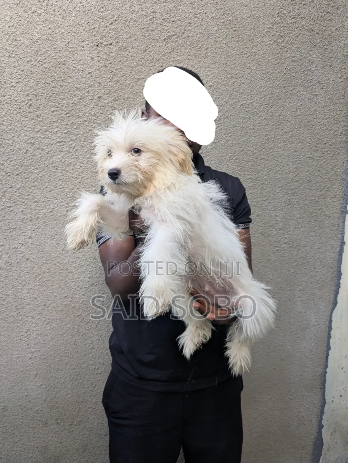 1-3 months Male Purebred Maltese