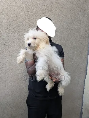 1-3 months Male Purebred Maltese