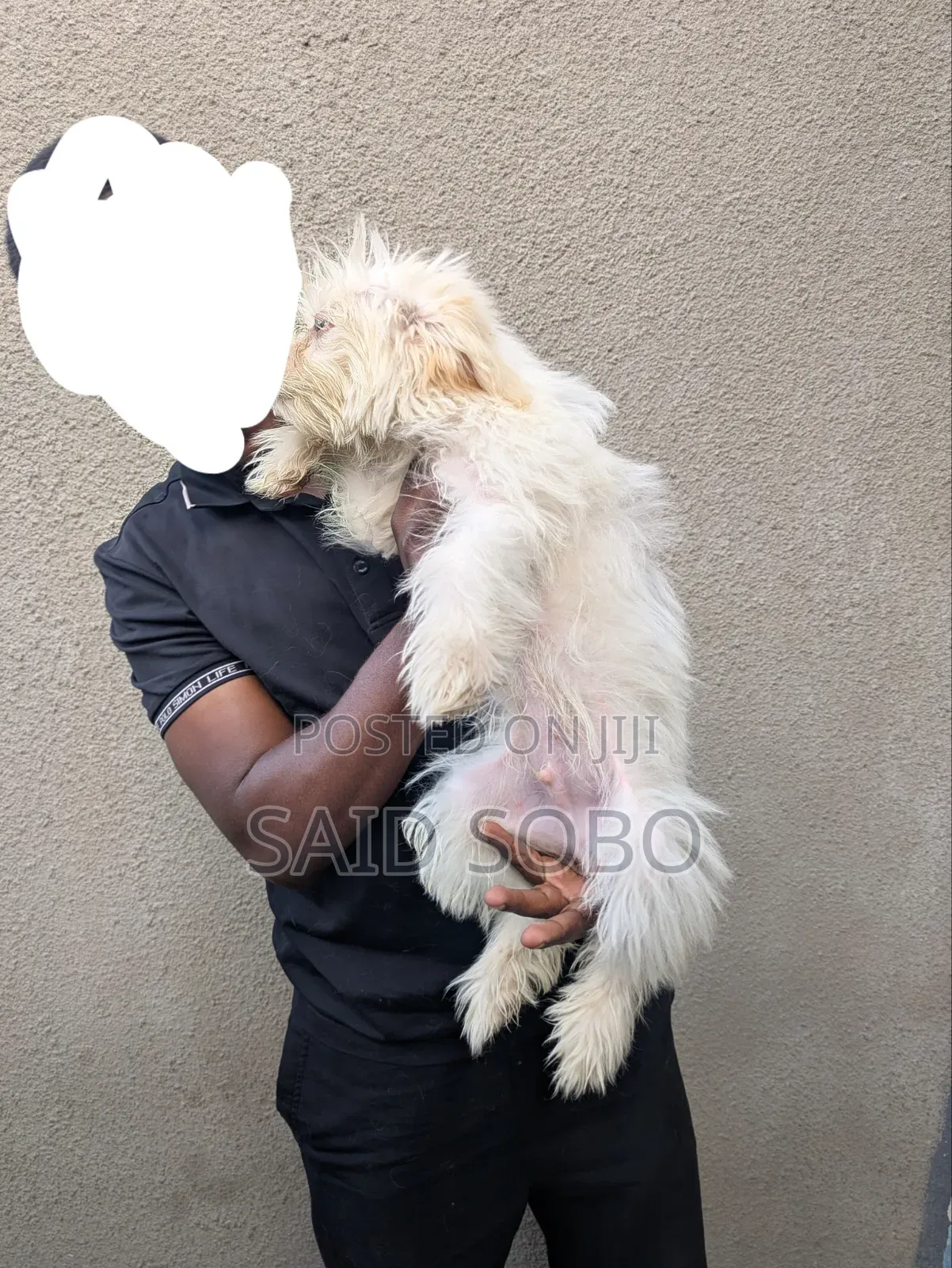 1-3 months Male Purebred Maltese