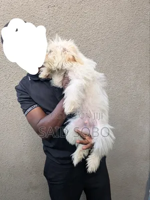 1-3 months Male Purebred Maltese